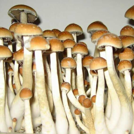 Golden Teachers