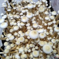 Rusty White Rusty White Rusty White