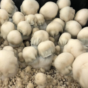 Shakti Shakti Clusters of white mushroom-like growths