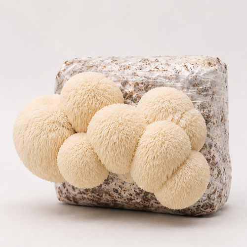 lions mane mushroom grow kit fruiting block Lion's Mane Mushroom Grow Kit Lion's Mane Mushroom Grow Kit - Fruiting Block Only