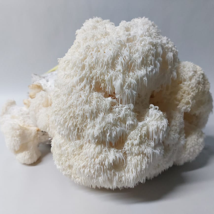 Freshly HarvestedLion's Mane Fruit Harvested Lion’s Mane mushroom South Africa
