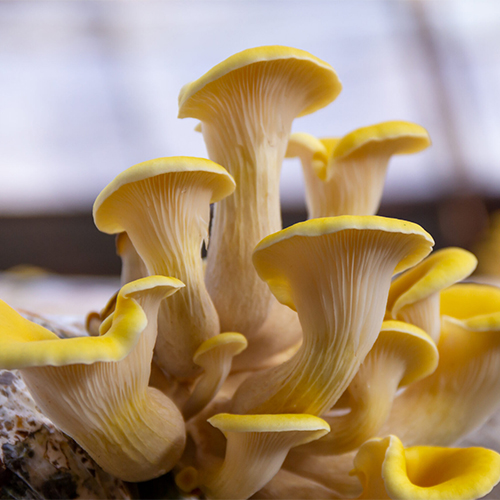 yellow oyster culture Yellow Oyster Culture yellow oyster culture